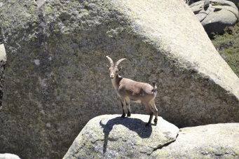 Male Spanish Ibex
